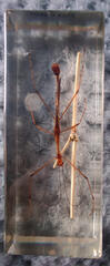 Stick Insect