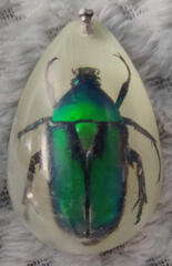 Figeater Beetle