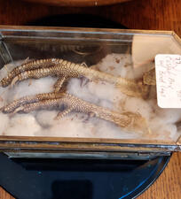 Preserved Bird Feet