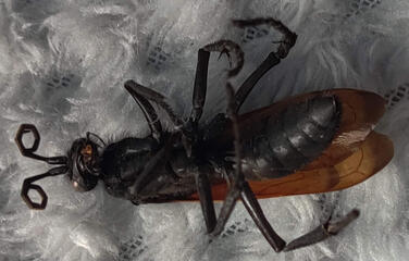 Tarantula Hawk Wasp