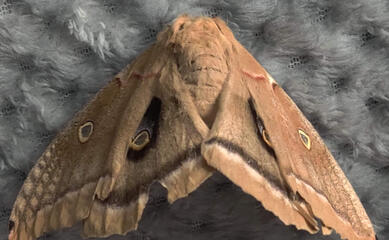 Moth