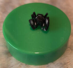 Bold Jumping Spider