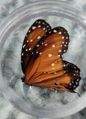 Painted Lady Butterfly