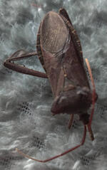 Helmeted Squash Bug