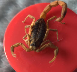 Striped Bark Scorpion