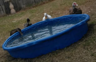 Mrs, Mr, Hollywood, and Cacao